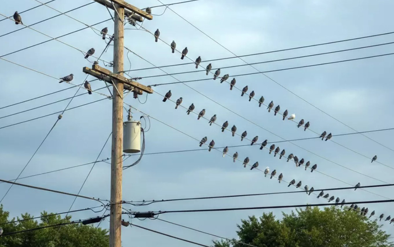 goyercinleri-ile-meshur-seherde