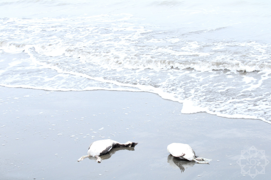 Xəzərin sahilində minlərlə ölü quş tapıldı - Fotolar
