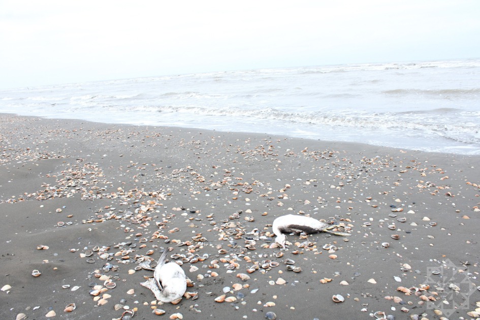 Xəzərin sahilində minlərlə ölü quş tapıldı - Fotolar