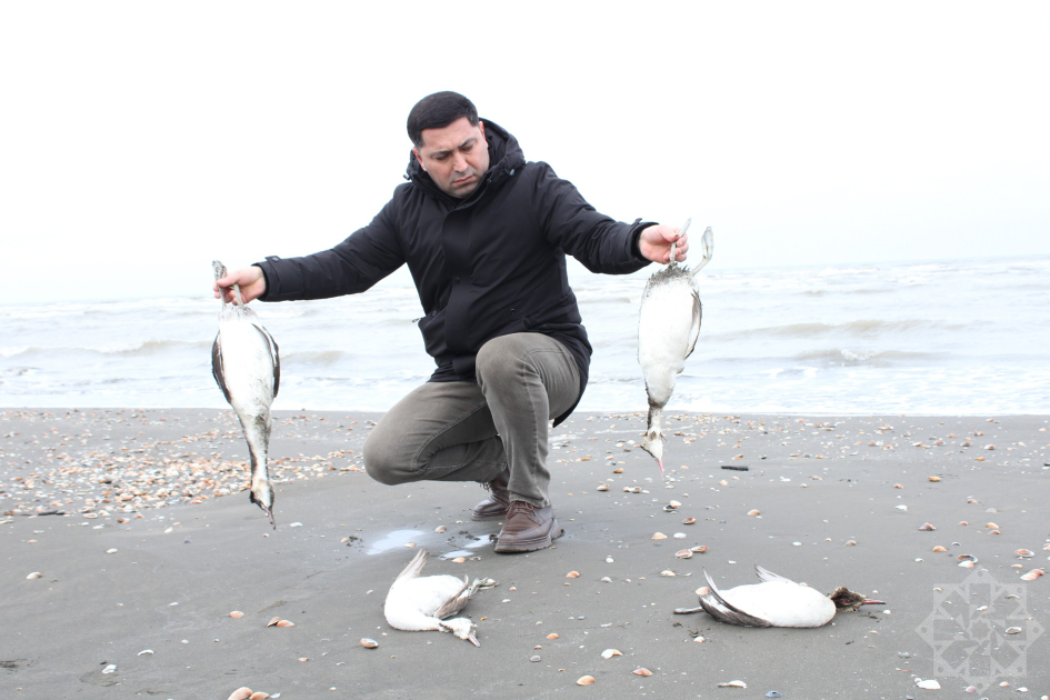 Xəzərin sahilində minlərlə ölü quş tapıldı - Fotolar