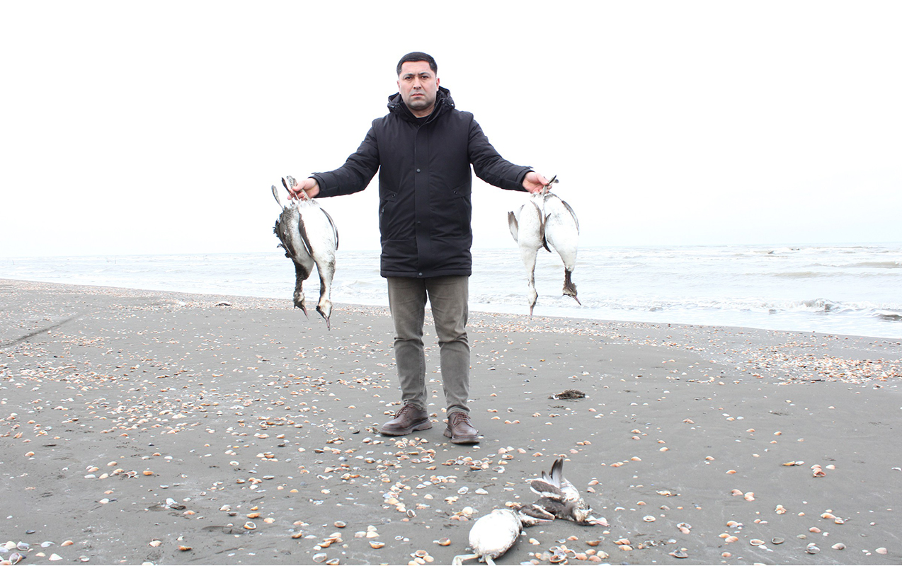 xezerin-sahilinde-minlerle-olu-qus-tapildi