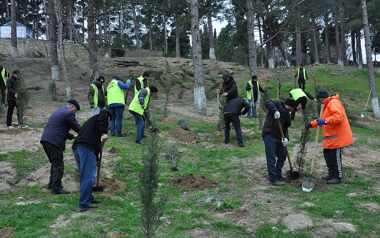 sumqayitda-genismiqyasli-agacekme-aksiyasi-kecirildi