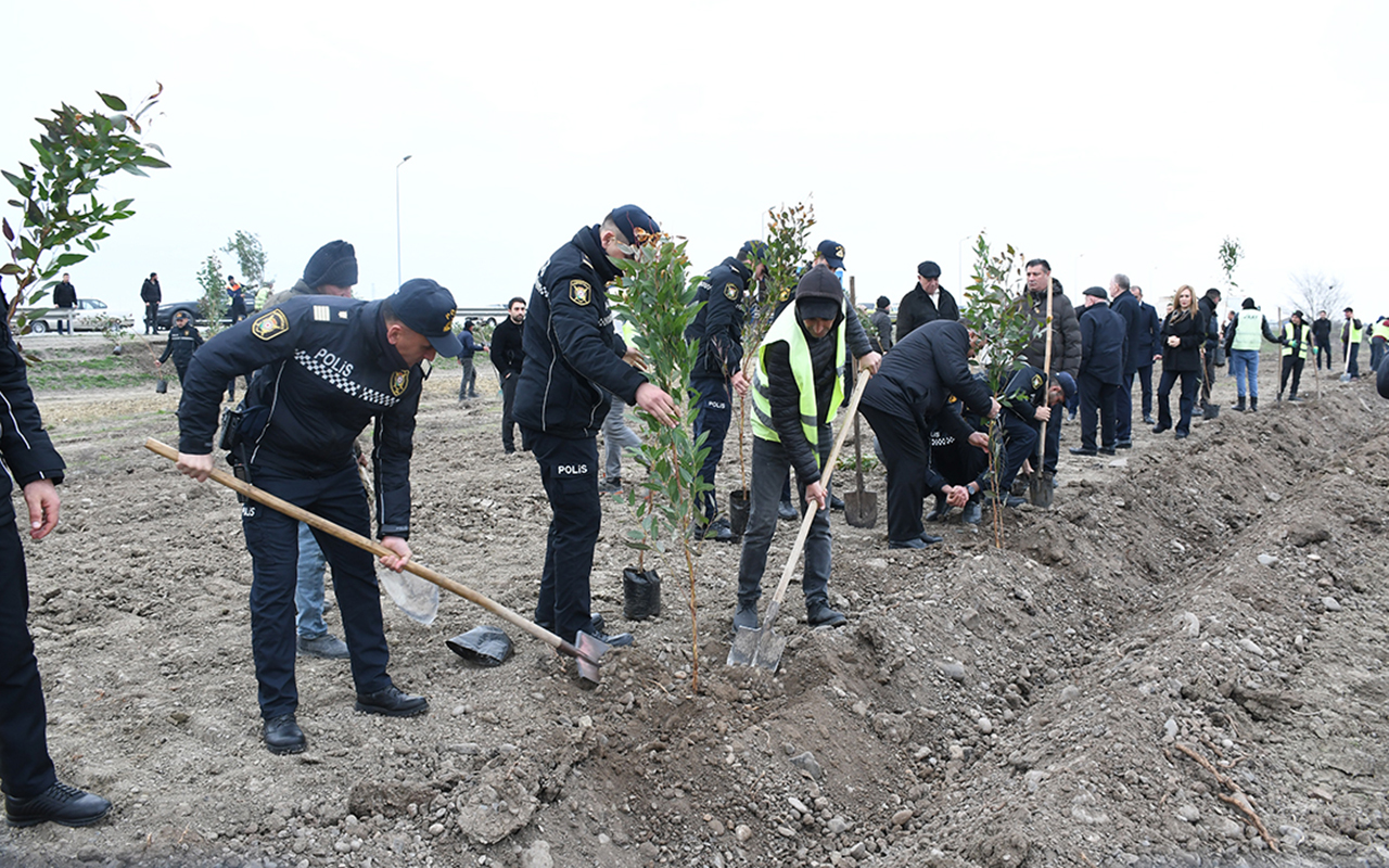 sabirabadda-agacekme-aksiyasi-kecirildi