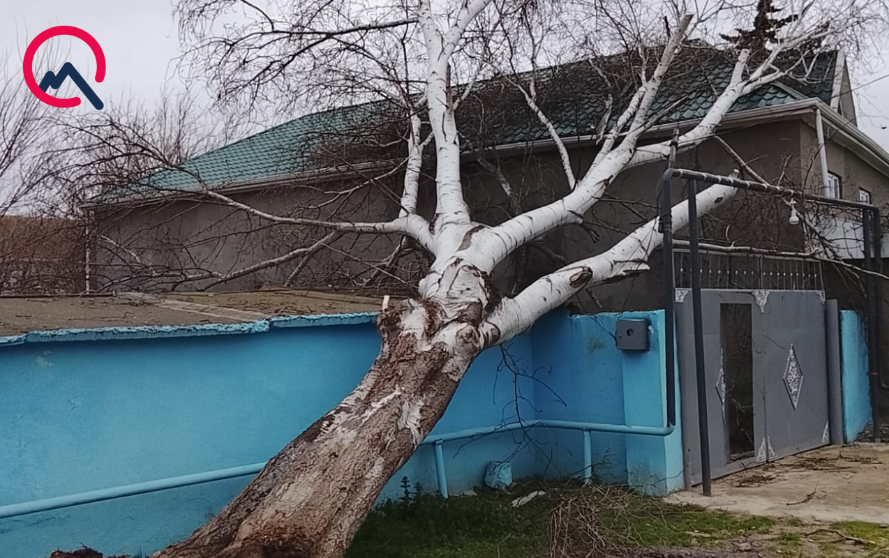 bilesuvarda-guclu-kulek-fesadlar-yaradib