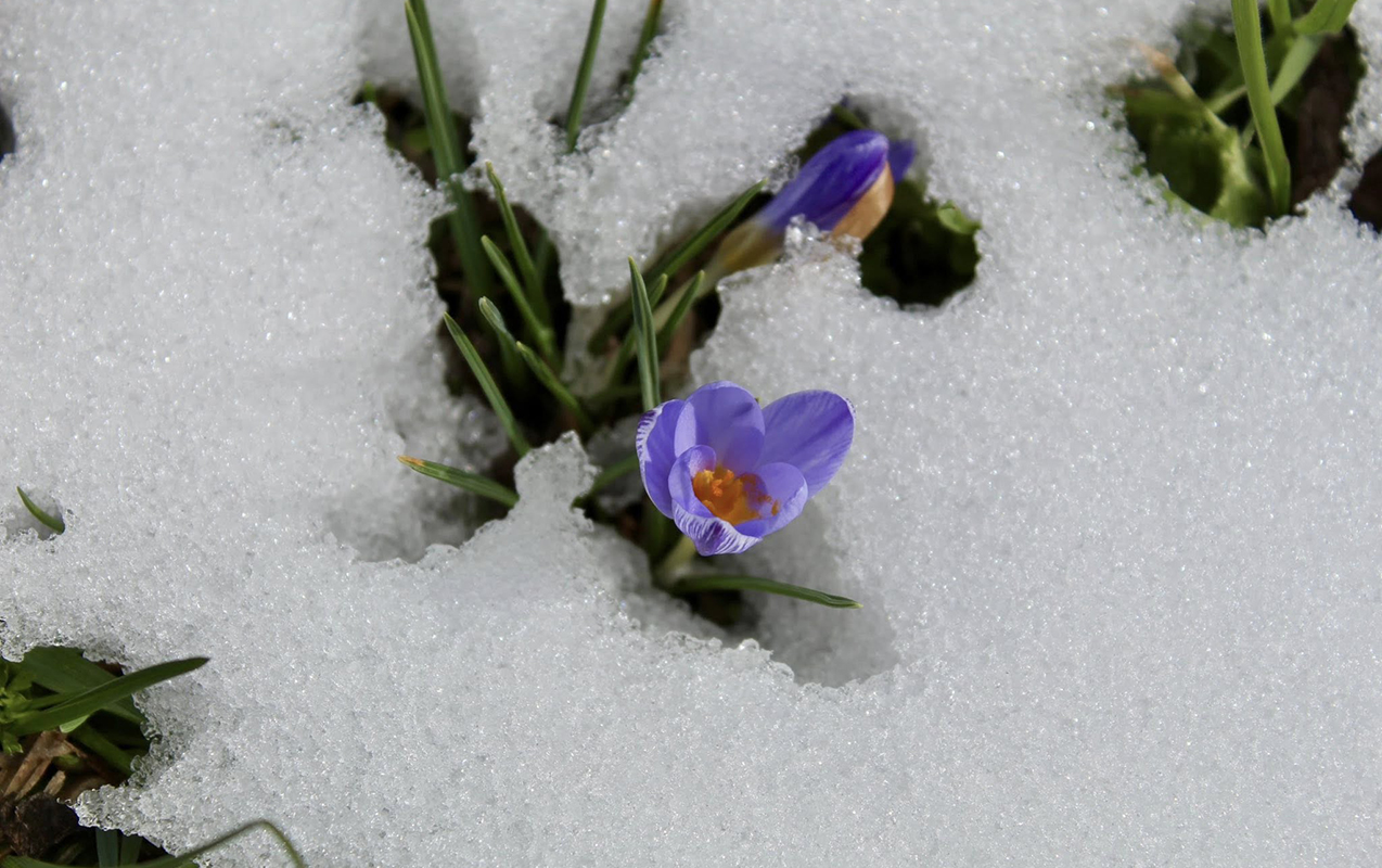 cicek-olsalar-da-qisa-meydan-oxuyurlar