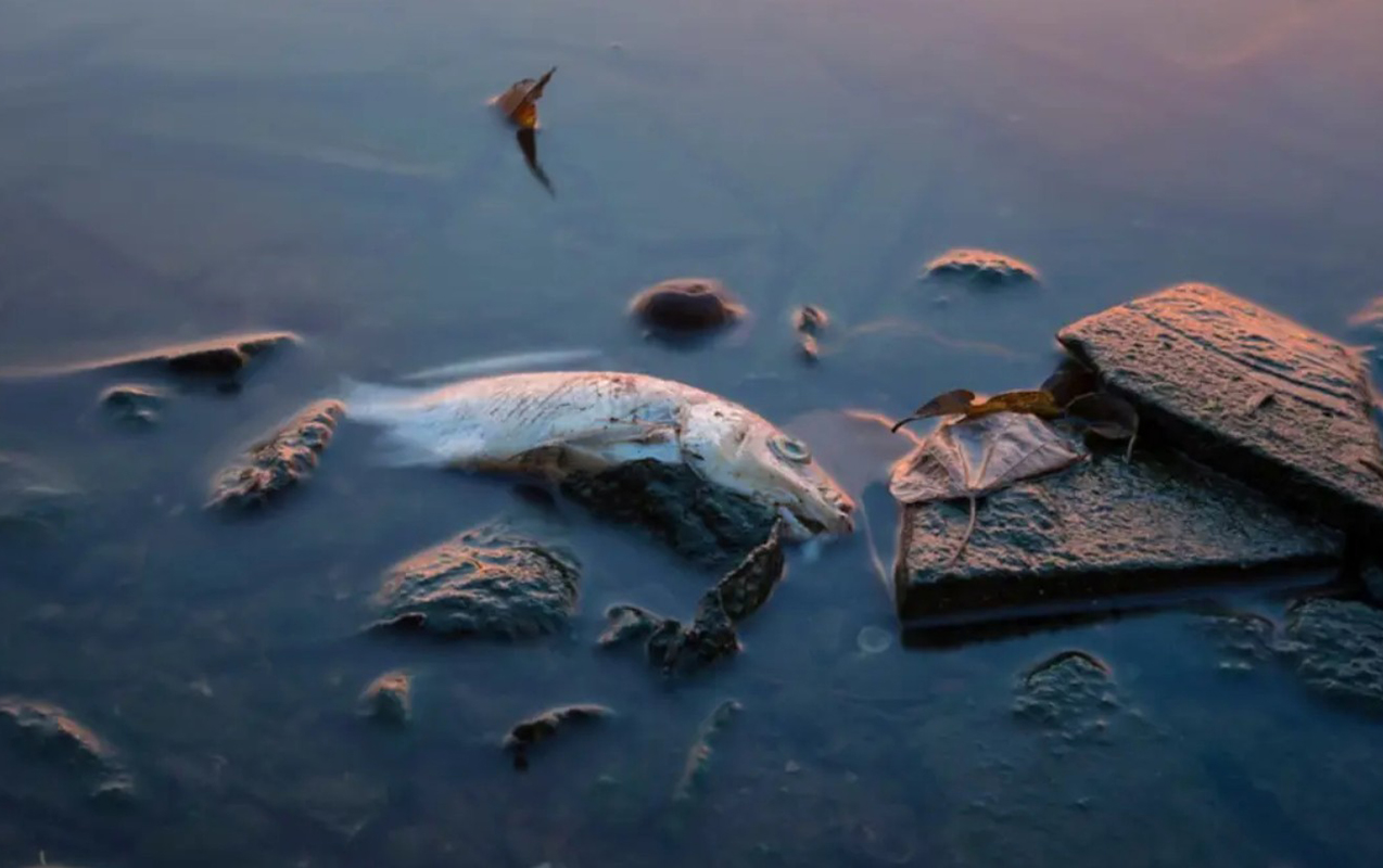 bu-olkede-baliq-yemek-qadagan-edildi