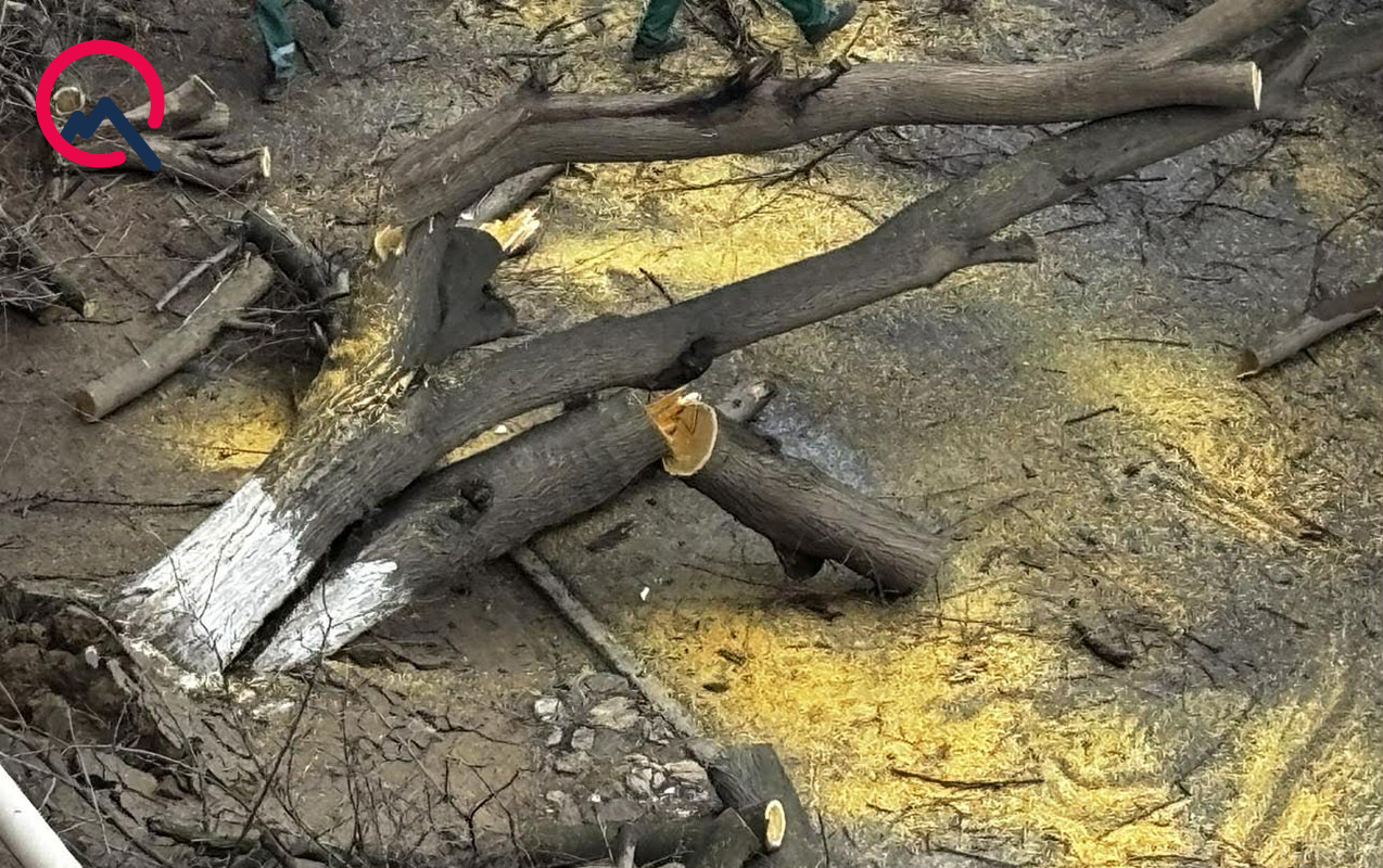 qaracuxurda-agac-yola-asdi