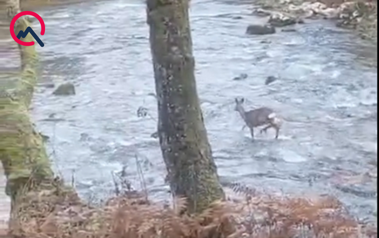 bu-goruntuler-sakitlesdirir