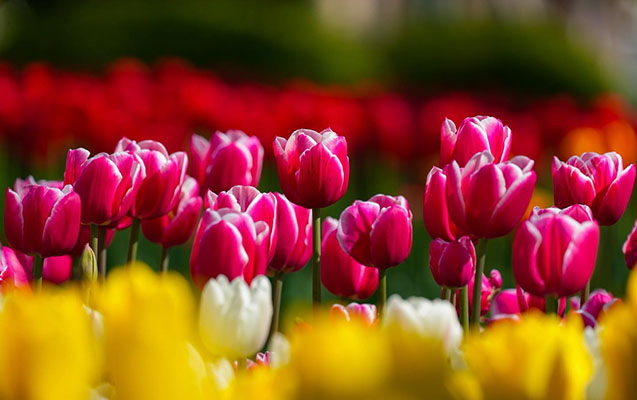 bulvarda-gullerin-reng-festivali