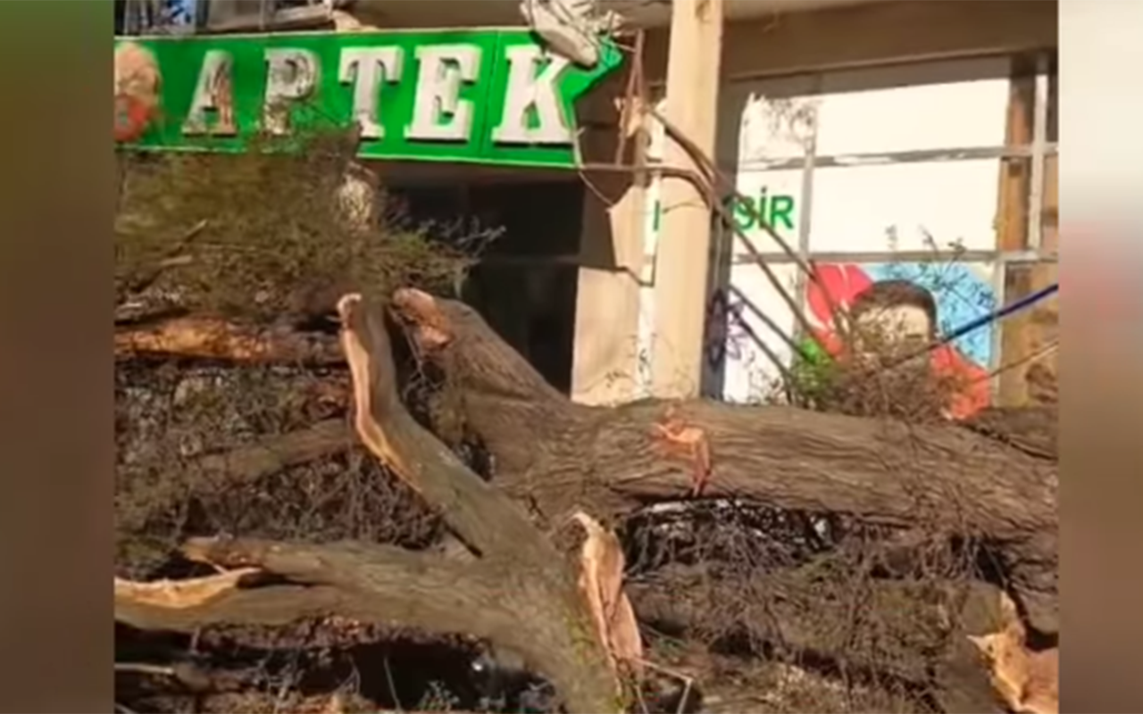 mingecevirde-agac-asdi