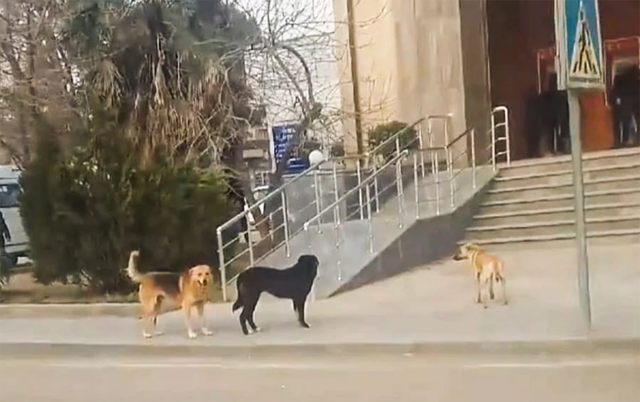 15-gunde-26-neferi-it-disleyib