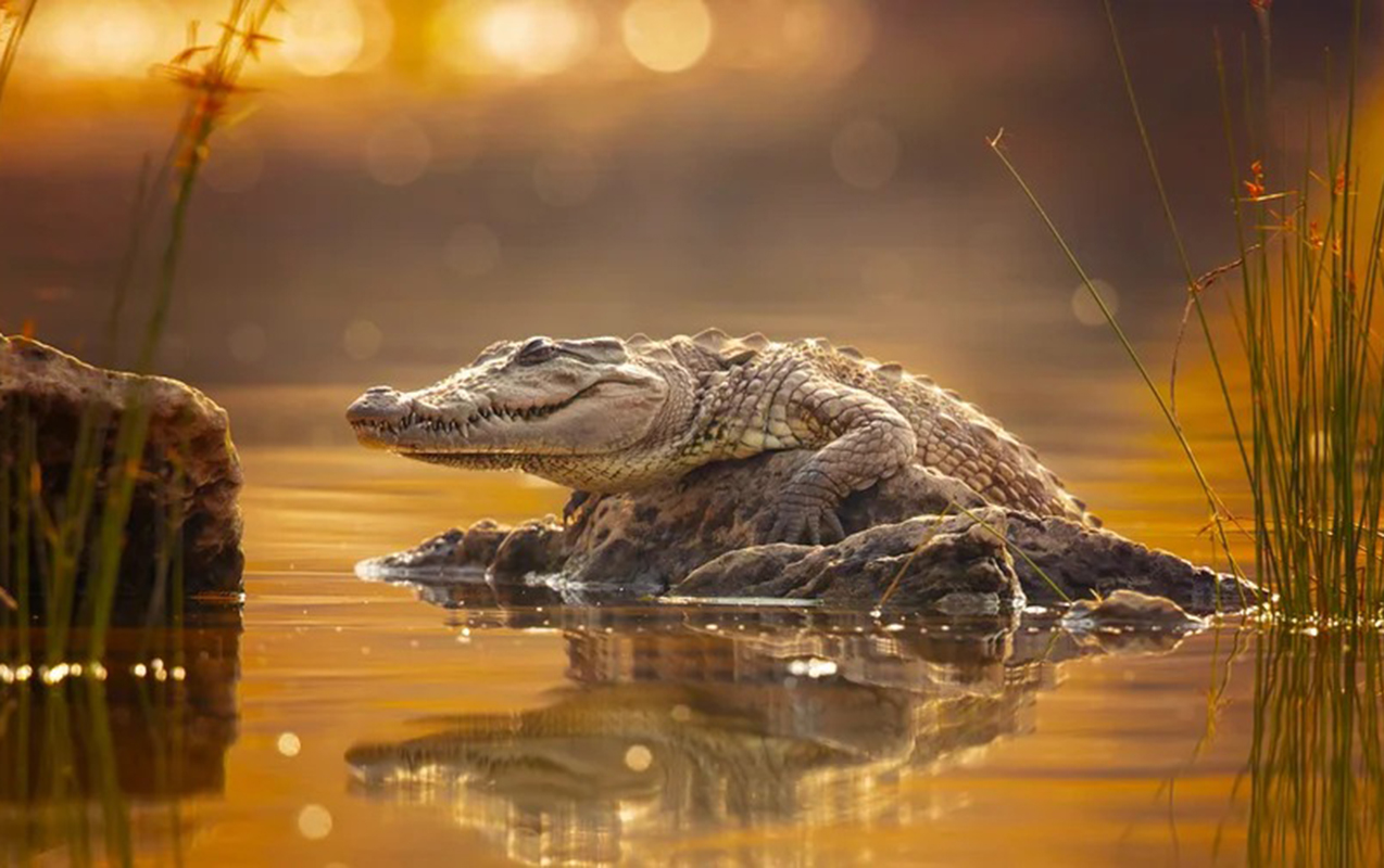 serhedi-ilan-ve-timsahlarla-qoruyacaqlar