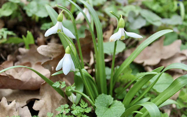 yagisa-qara-baxmayaraq