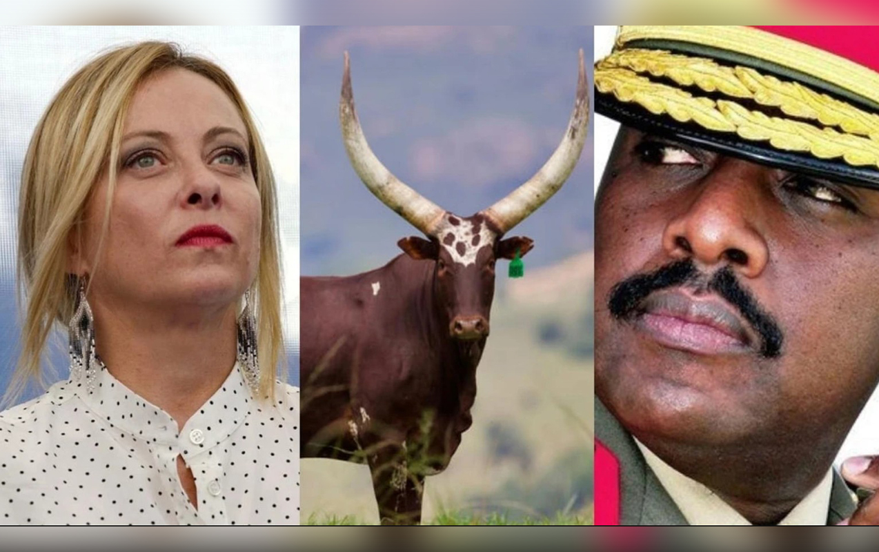 meloniye-de-evlenmek-ucun-100-bas-inek-teklif-etmisdi