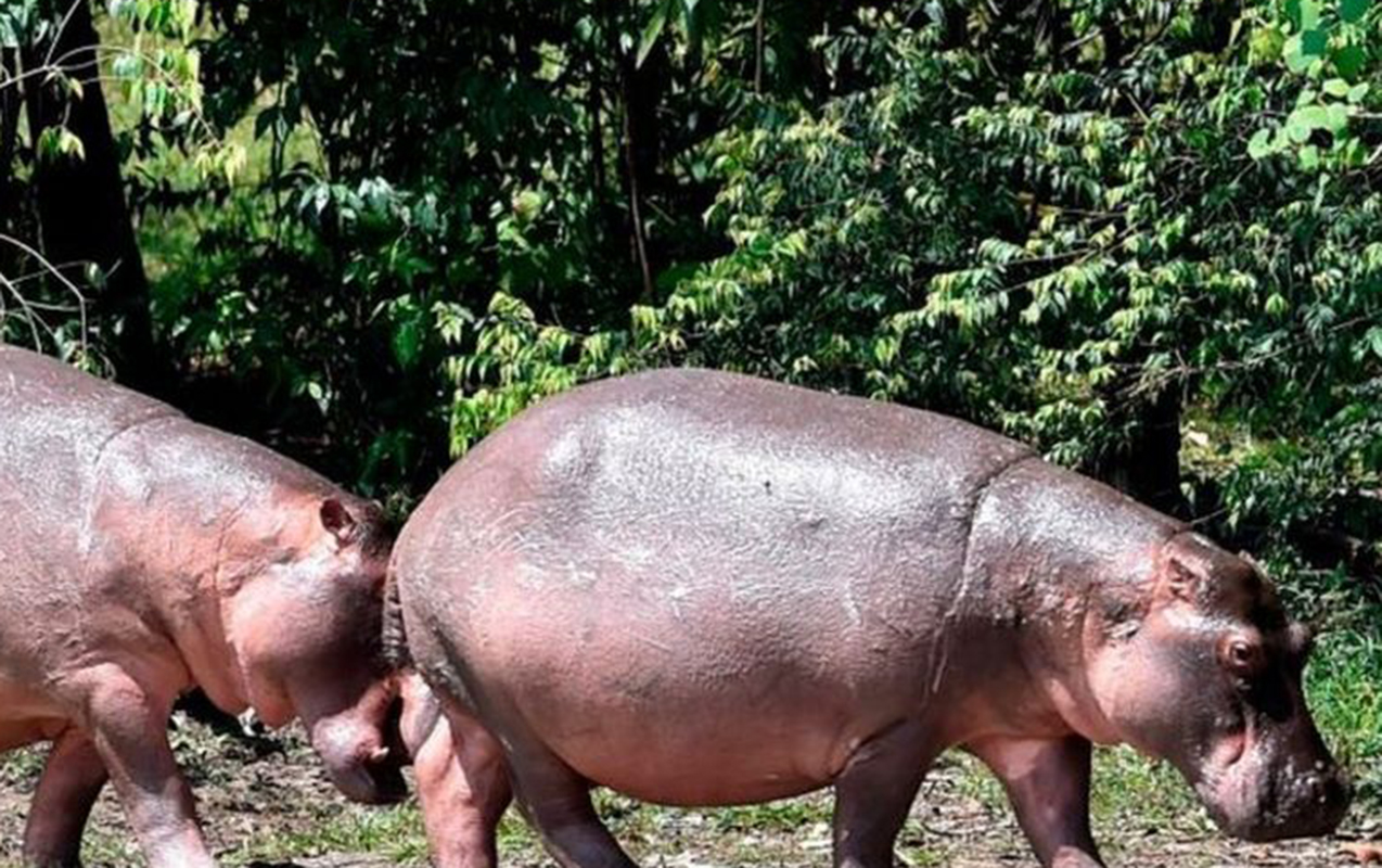 pablo-eskobarin-begemotlari-oldurulecek