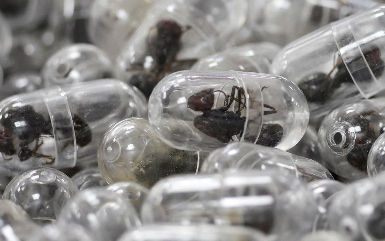 camadanindan-2200-canli-qarisqa-cixdi