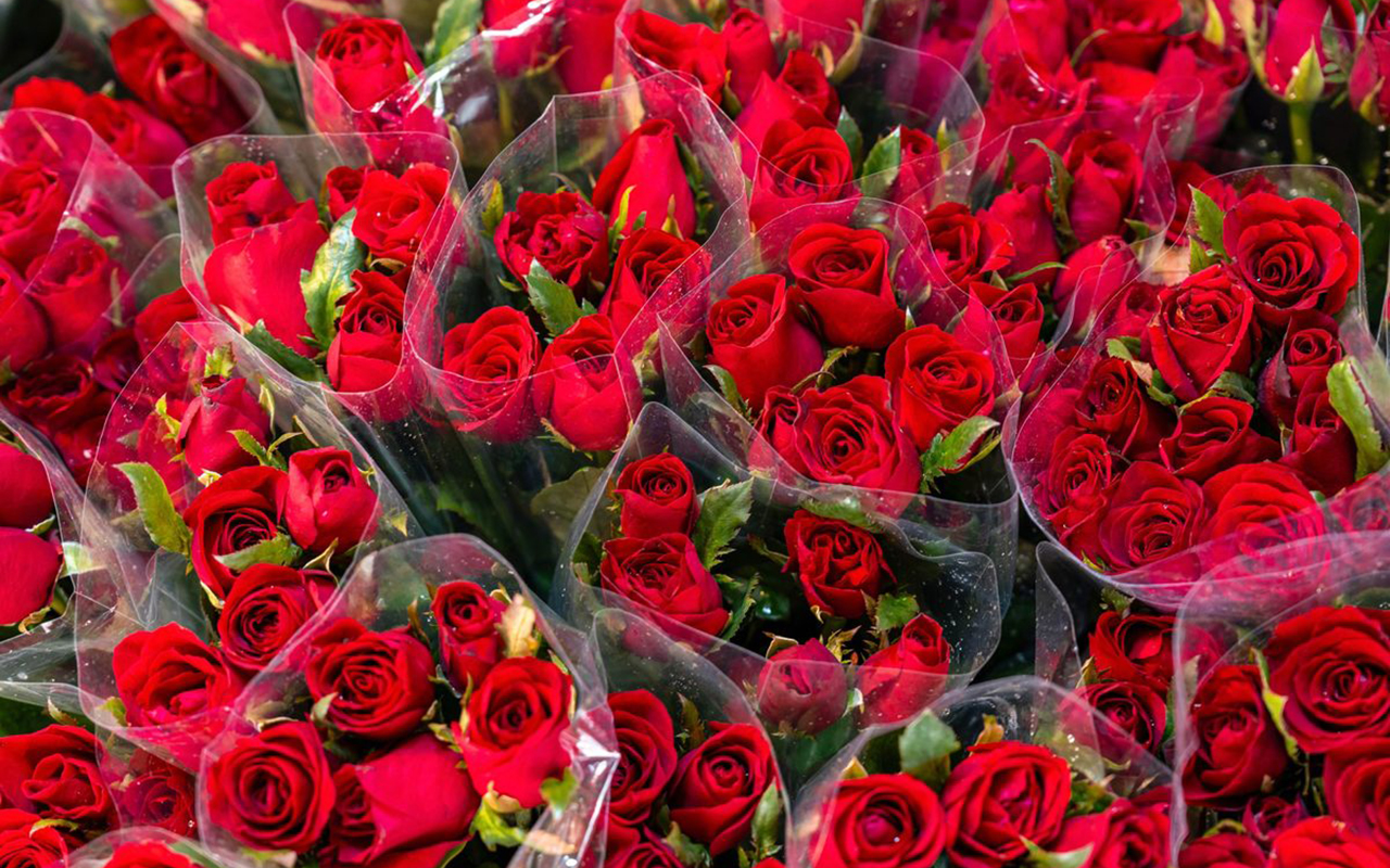 hemin-mal-eslinde-niderlanddan-getirilmis-qizilgul-olub