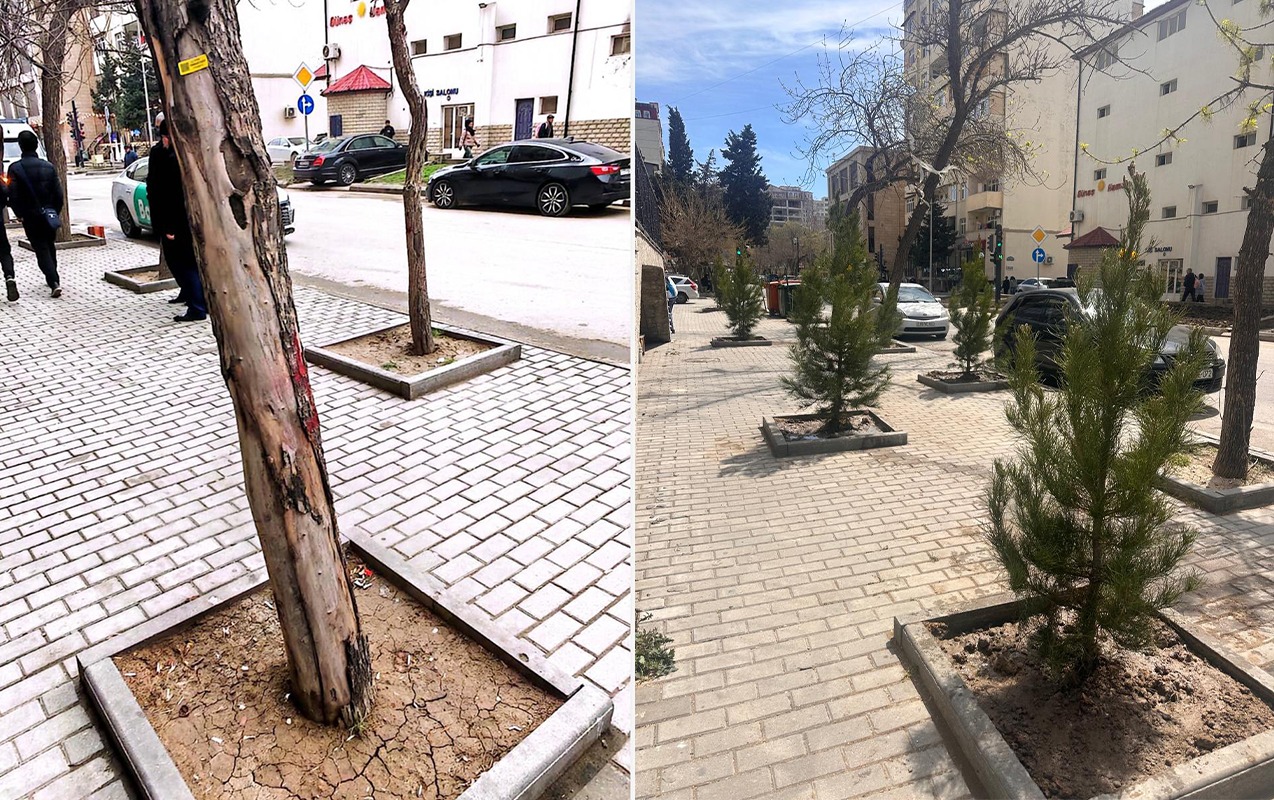 nerimanovda-quru-agaclarin-yerine-yeni-agaclar-ekildi