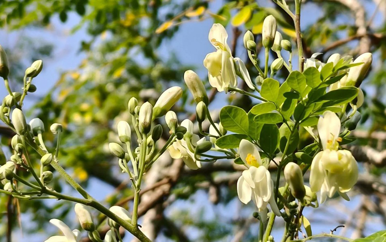 bu-agac-tebietin-filtridir