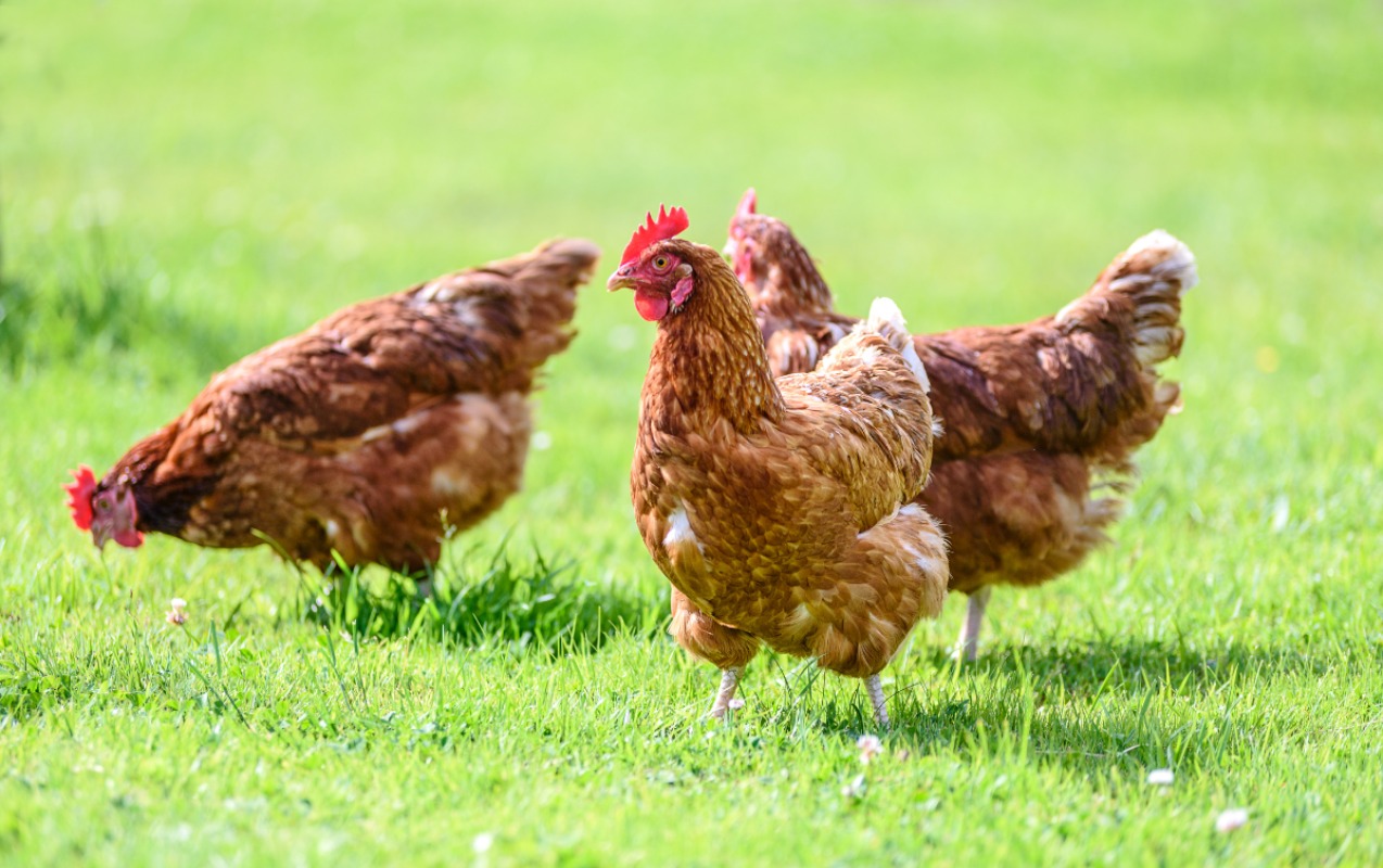 230-min-toyugu-mehv-edecekler