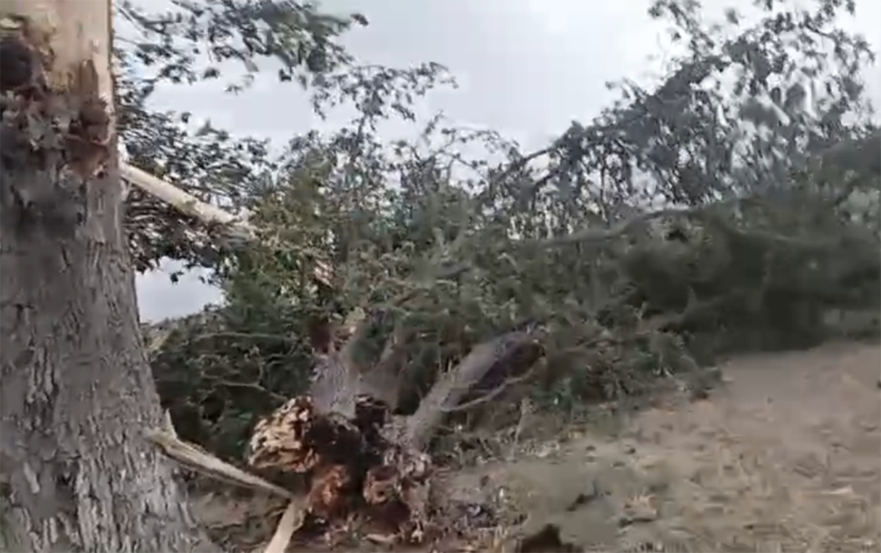 kulek-irigovdeli-agaci-yola-asirdi