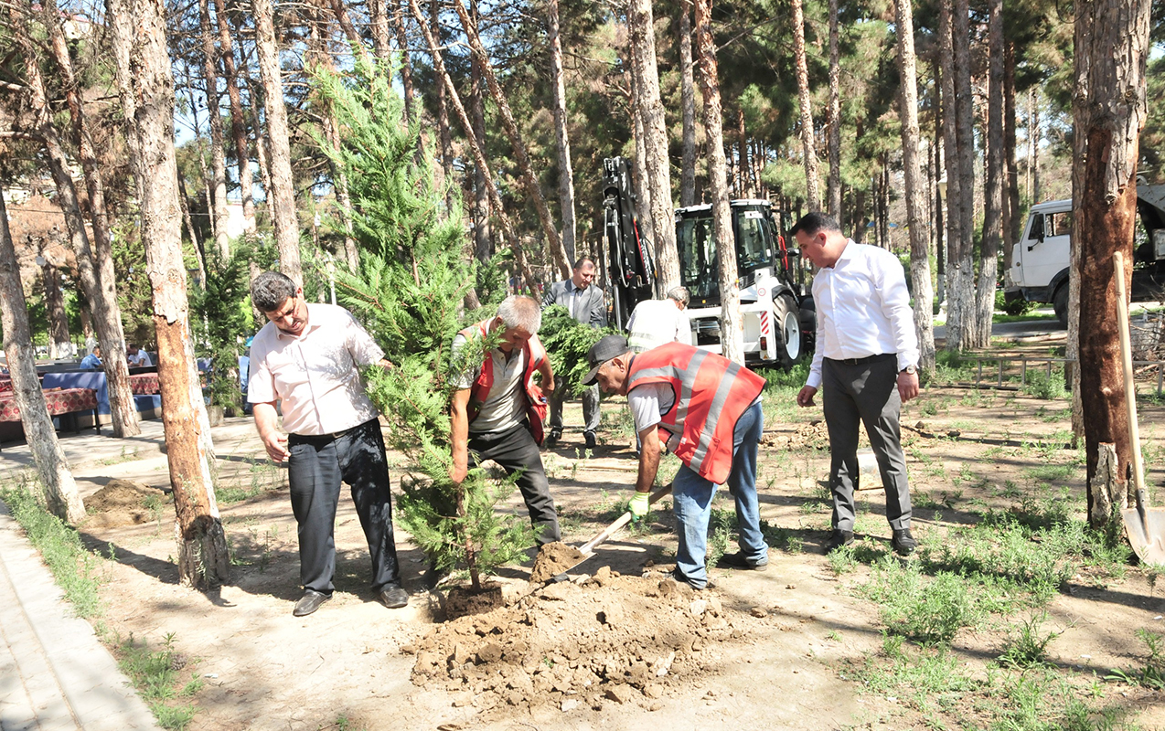 abseronda-qurumus-agaclarin-yerine-yeni-tingler-ekilir