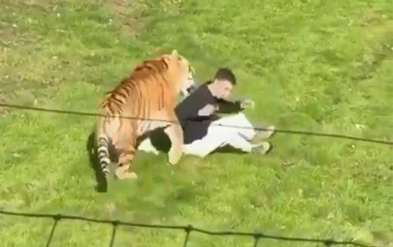 ingilterede-zooparkda-peleng-kisiye-hucum-etdi