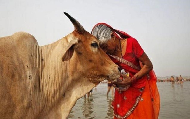 hindistan-inekler-ucun-nazirlik-yaratmaq-isteyir